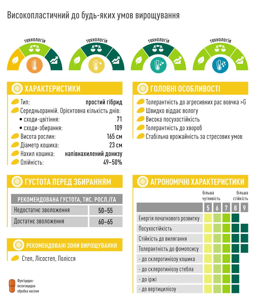 Гібрид соняшника ЕС АНДРОМЕДА