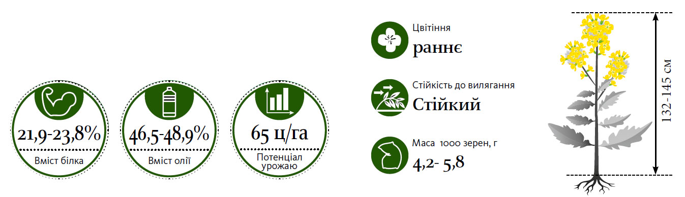 Гібрид озимий ріпак КЛАРУС (CLARUS)