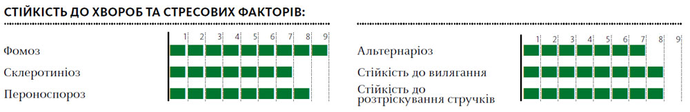 Гібрид озимий ріпак ГРАФ (GRAF)