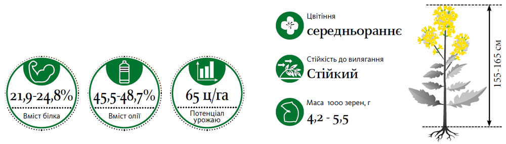 Гібрид озимий ріпак ГРАФ (GRAF)