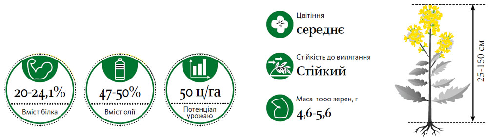 Гібрид озимий ріпак ГІБРИСЬОРФ (HYBRISURF)