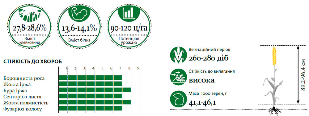 Гібрид пшениця озима ТУРАНУС