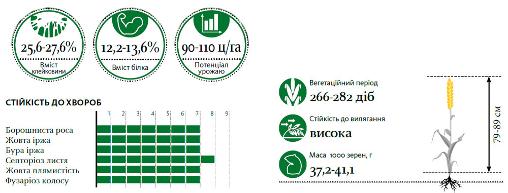 Гібрид пшениця озима ТАЦІТУС