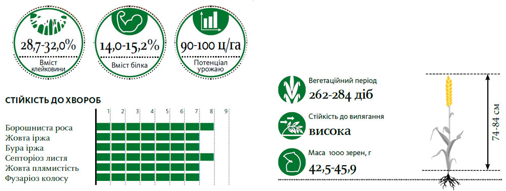 Гібрид пшениця озима ПАННОНІКУС