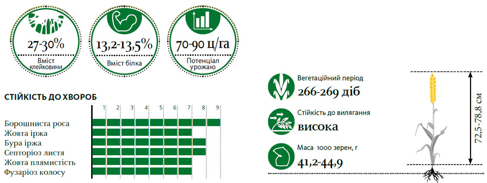 Гібрид пшениця озима ЛУПІДУР