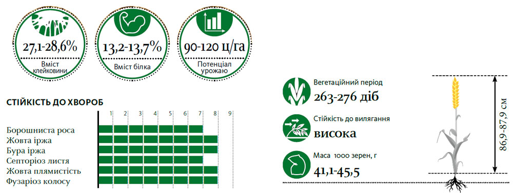 Гібрид пшениця озима БАЛІТУС