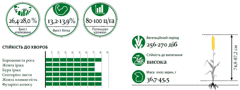 Гібрид пшениця озима АУРЕЛІУС