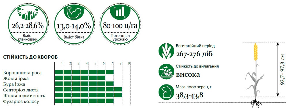 Гібрид пшениця озима АНГЕЛУС