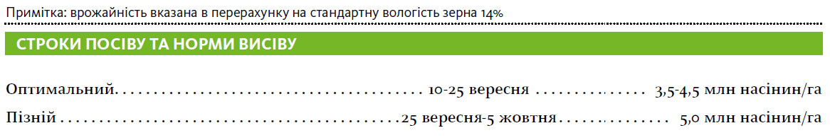 Гібрид пшениця озима АНГЕЛУС