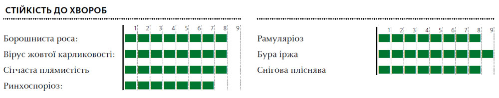 Гібрид пшениця озима ХАННЕЛОРЕ
