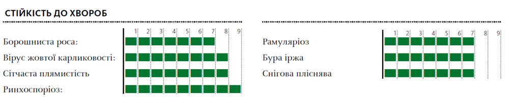 Гібрид пшениця озима ХАЙДІ