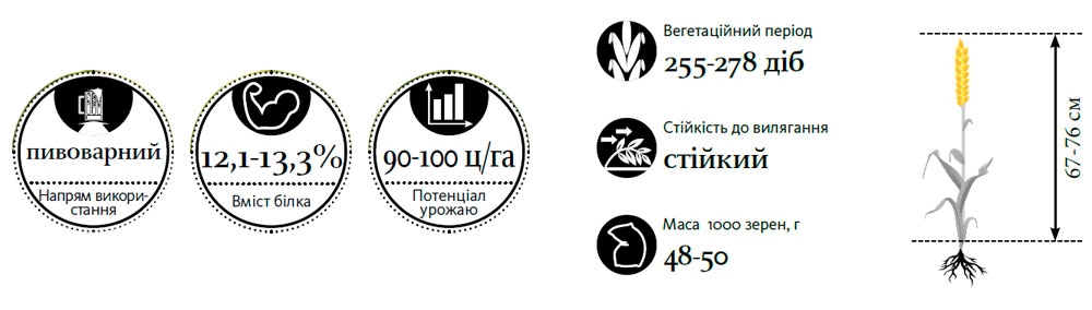 Гібрид пшениця озима МОНРО