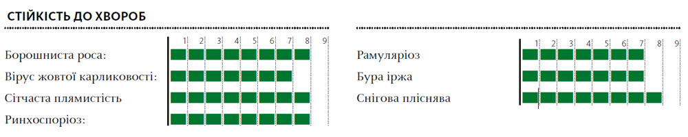 Гібрид пшениця озима МАРІССА