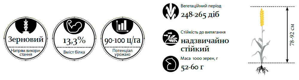 Гібрид пшениця озима МАРІССА