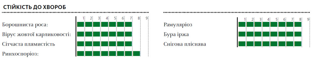 Гібрид пшениця озима КАРМІНА