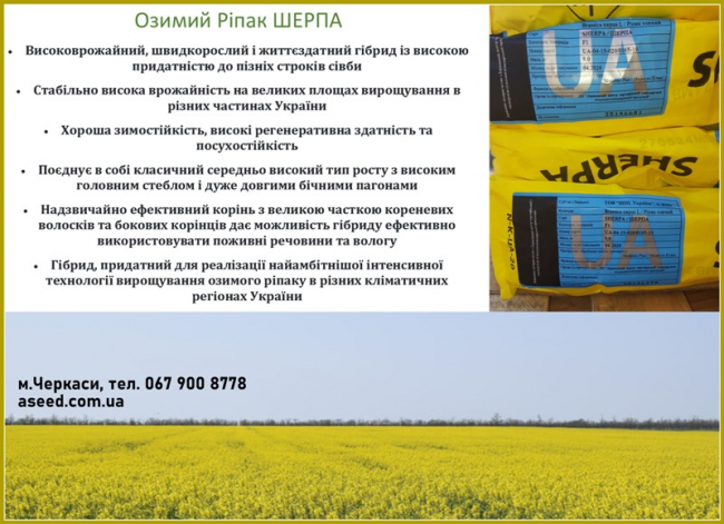 АГРОСІДС пропонує озимий ріпак Шерпа