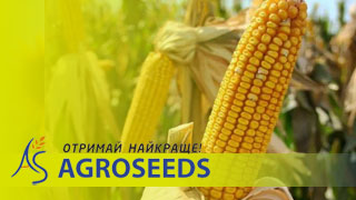 Гібриди кукурудзи